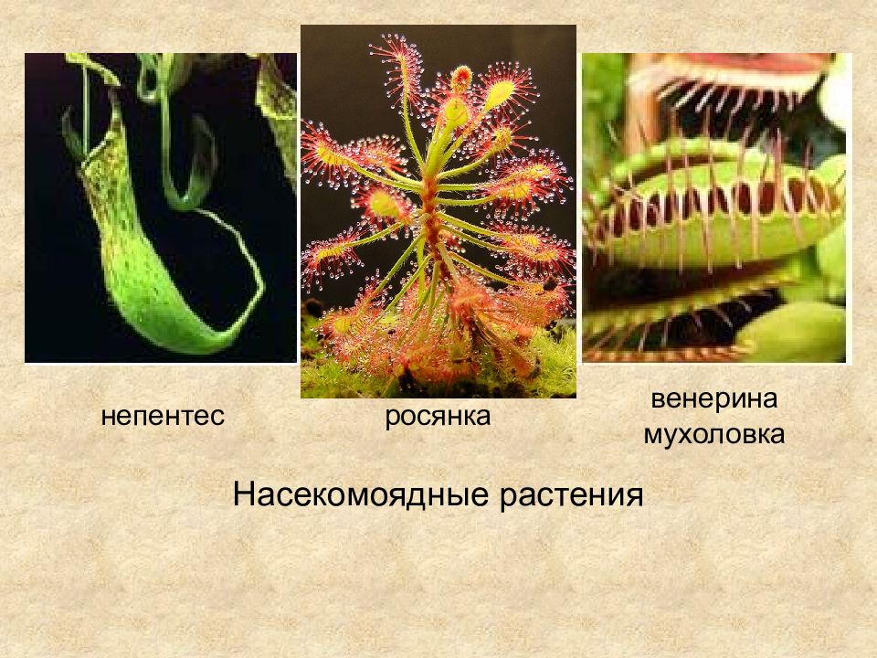 Ароморфозы растений презентация