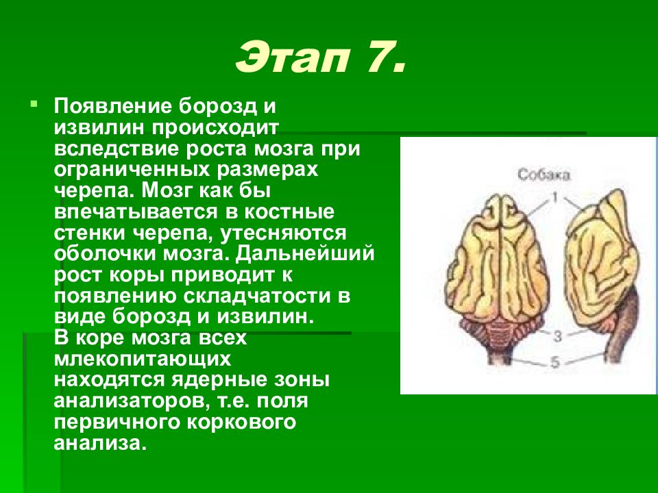 Рост мозга. Эволюция головного мозга презентация. Эволюция коры головного мозга.