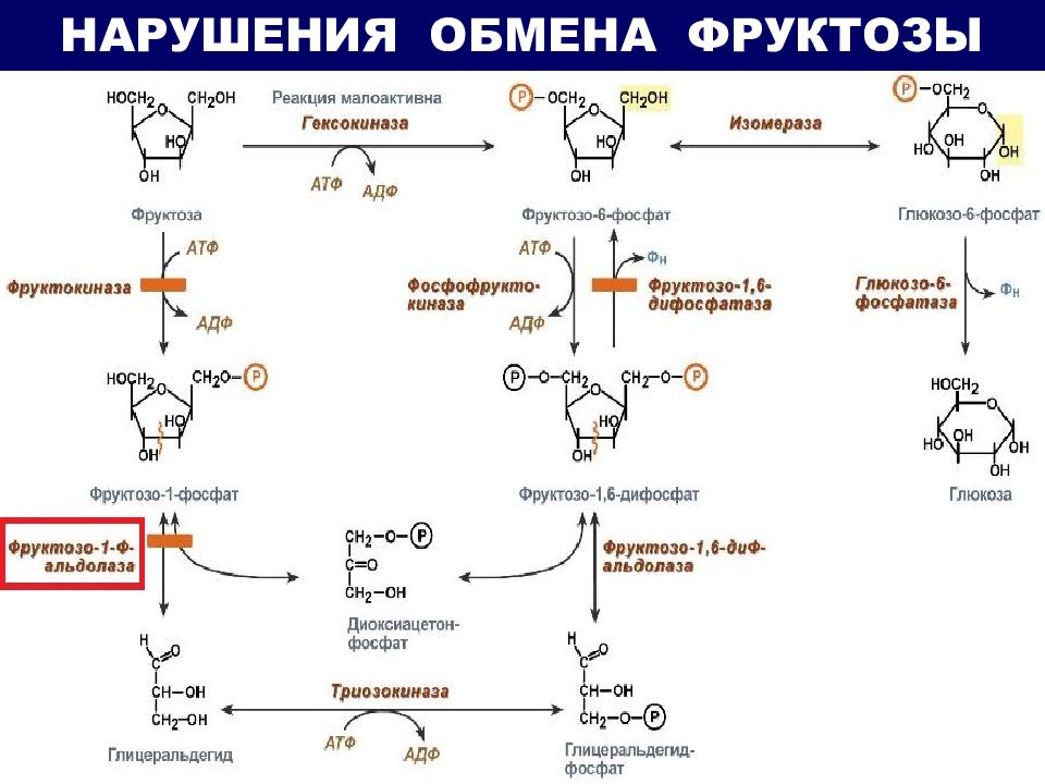 Галактоземия биохимия схема