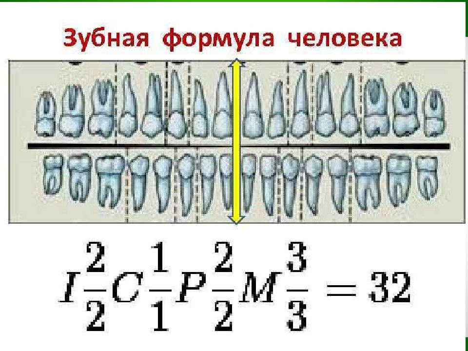 Зубная формула это. Зубная формула человека таблица. Зубная формула постоянных зубов имеет вид. Зубная формула человека 8 класс биология. Зубная формула зубы.
