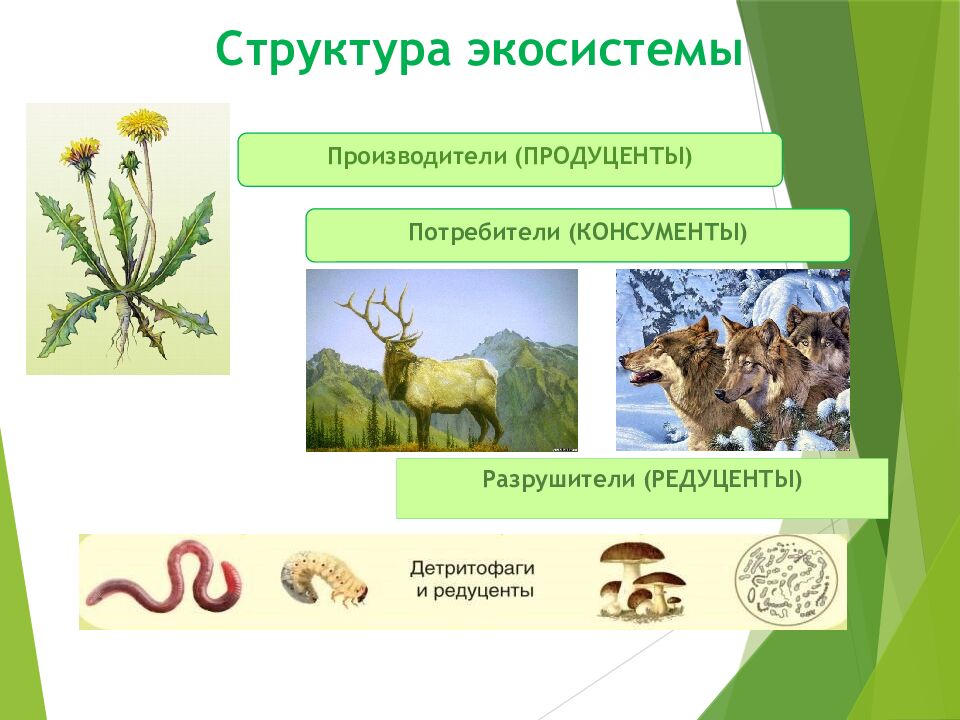 Структура экосистемы