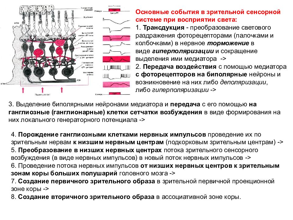 Схему фотохимических процессов возникающих в фоторецепторах при действии света и в условиях темноты