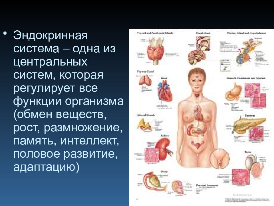 Эндокринная система картина