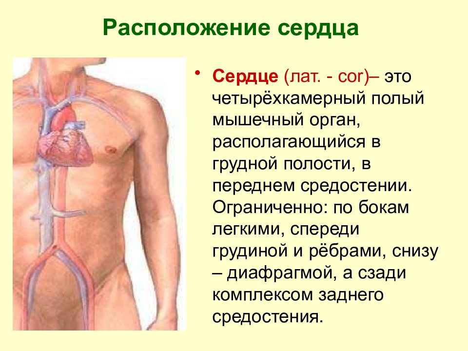 Анатомия сердце рисунок где находится человека