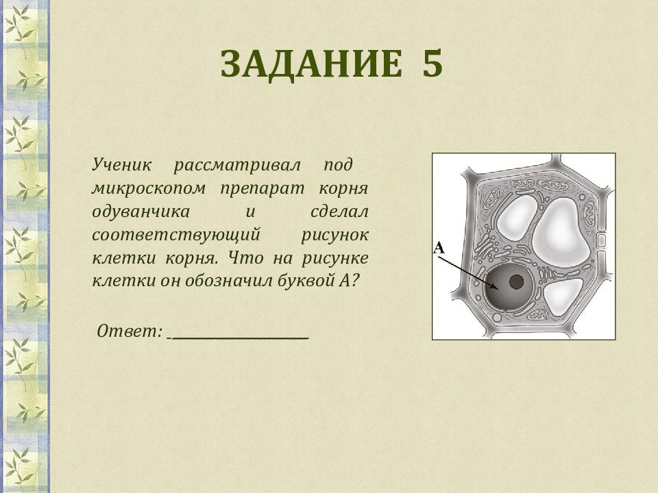 Впр 5 класс презентация биология