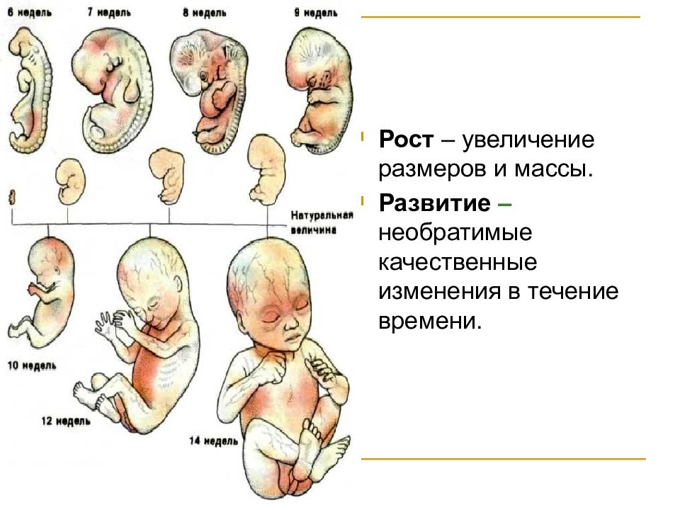 Рост и развитие живых организмов презентация 6 класс