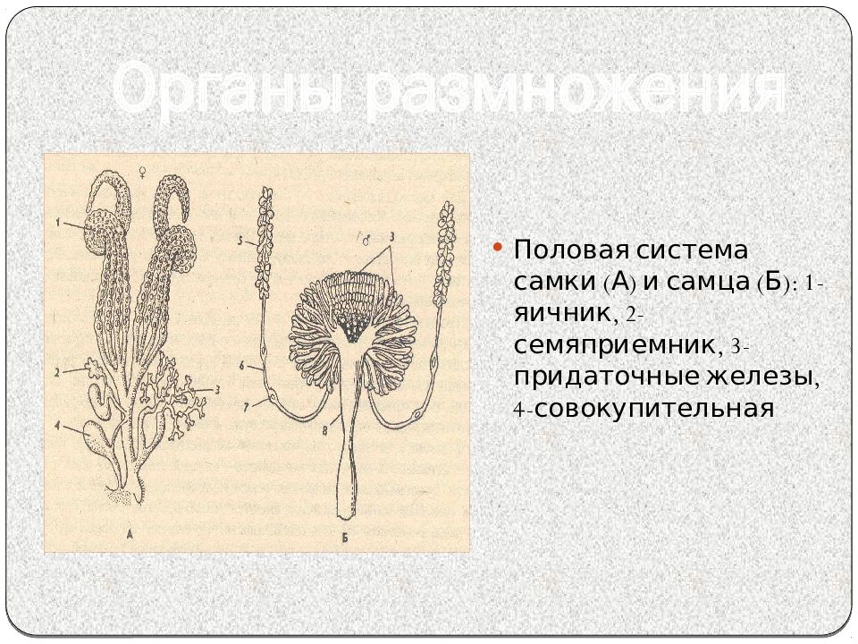 Органы размножения 8 класс биология. Половая система самок. Половая система насекомых строение. Система органов размножения человека органы. Половая система самки млекопитающего.