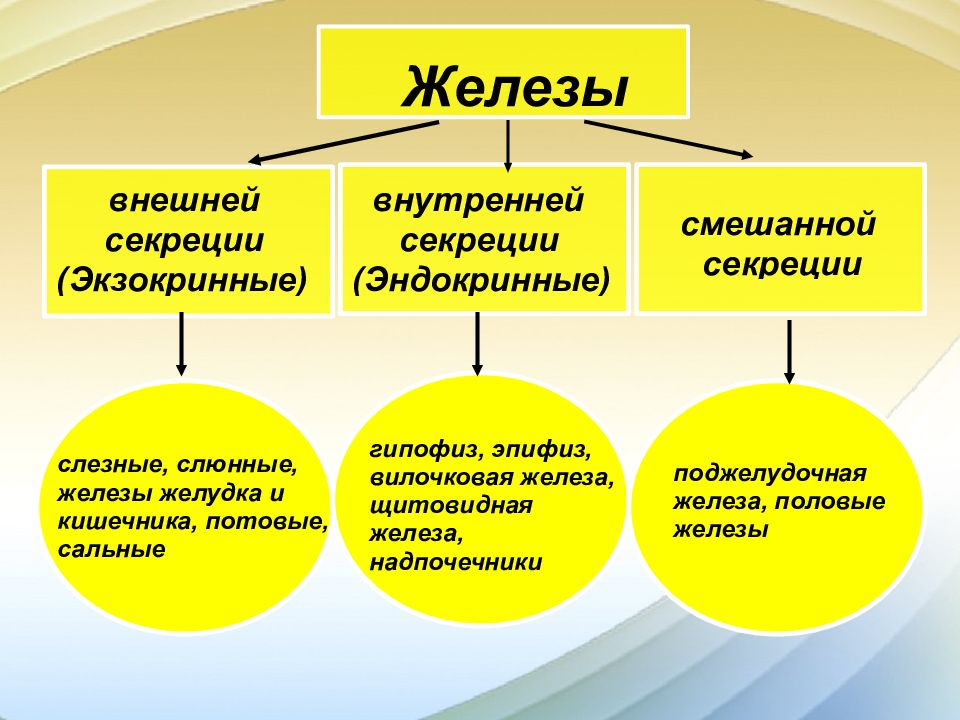 Ткани внутренней секреции