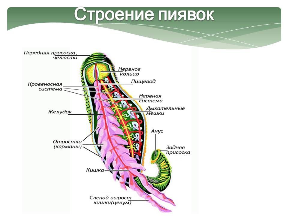 Какая из перечисленных систем органов отсутствует у представленного на рисунке животного червь