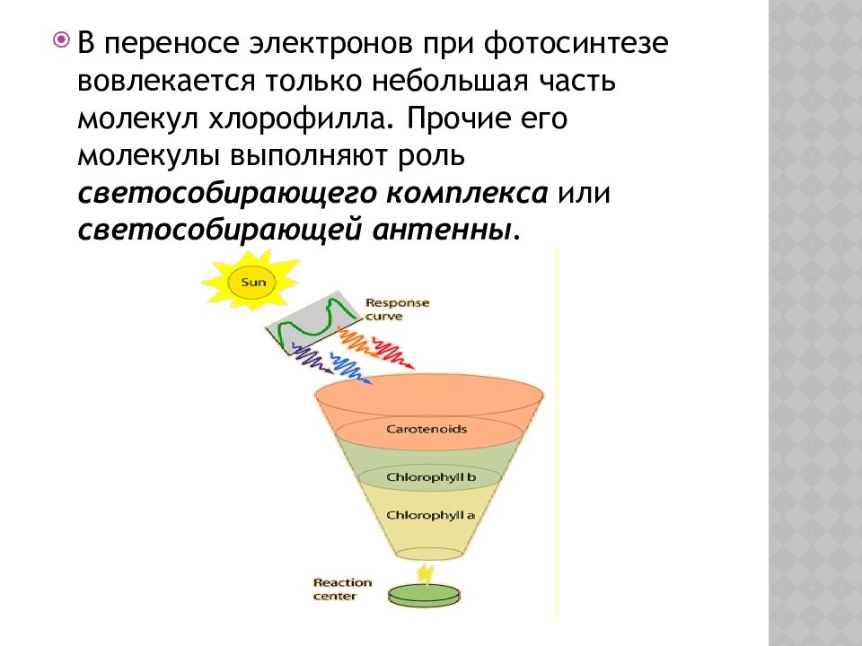 Фотосинтетические Пигменты Фотосинтетические Пигменты