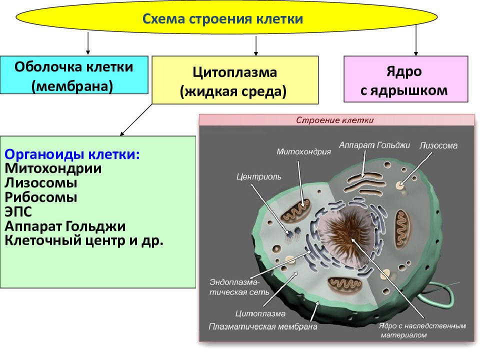 План строения простейших соответствует общим чертам организации ядерной клетки