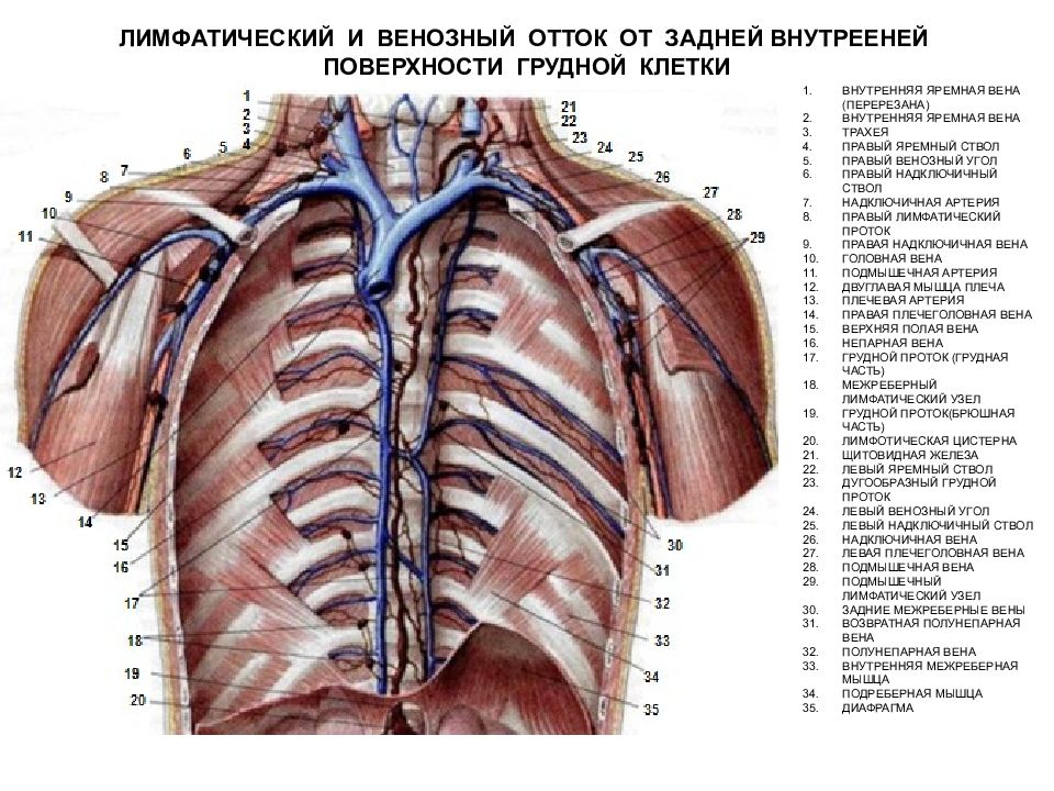 Непарная вена. Вены грудной клетки непарная полунепарная. Непарная Вена топография. Непарная Вена (Вена грудной полости):. Грудной лимфатический проток анатомия.