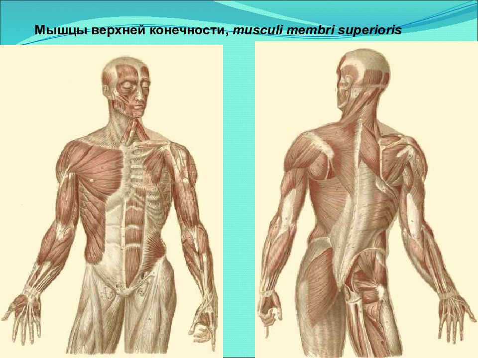 Мышцы верхней конечности, musculi membri superioris