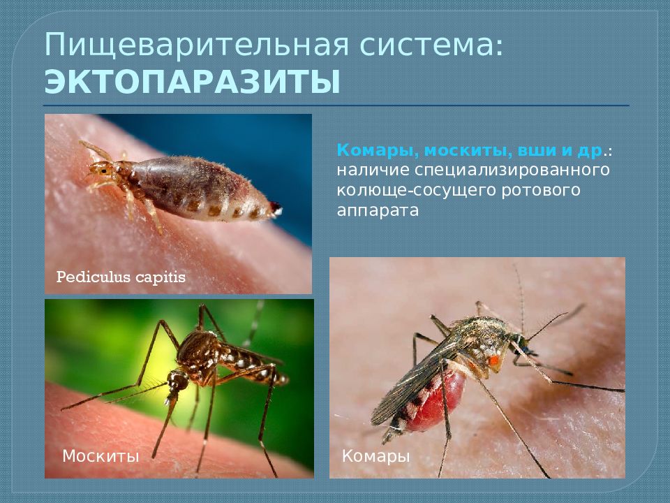 Эктопаразиты. Адаптации эктопаразитов. Адаптации паразитов к паразитическому образу жизни. Адаптация паразитов презентация.