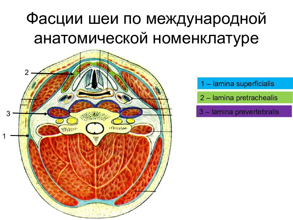 Фасции шеи. Фасции шеи Международная классификация. Фасции шеи по международной анатомической номенклатуре. Парижская классификация фасций шеи. Классификация фасций по Шевкуненко.