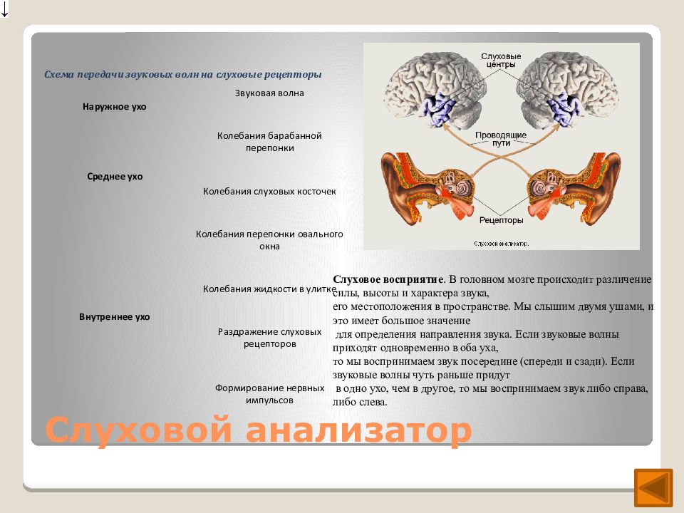 Установите последовательность передачи звуковой волны