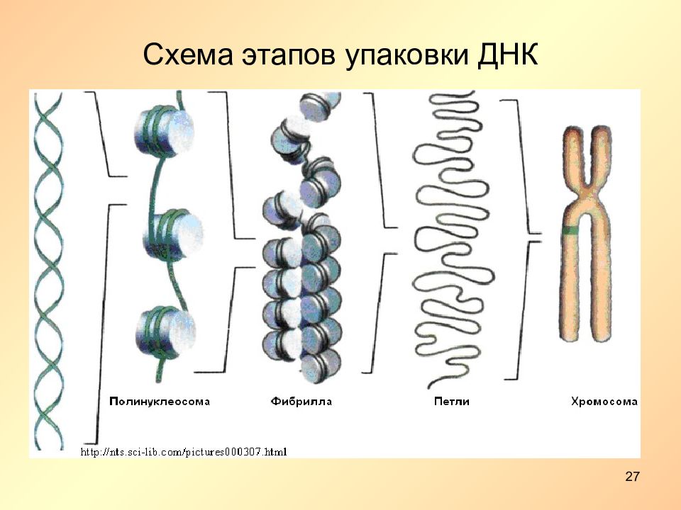 Схема упаковки днк