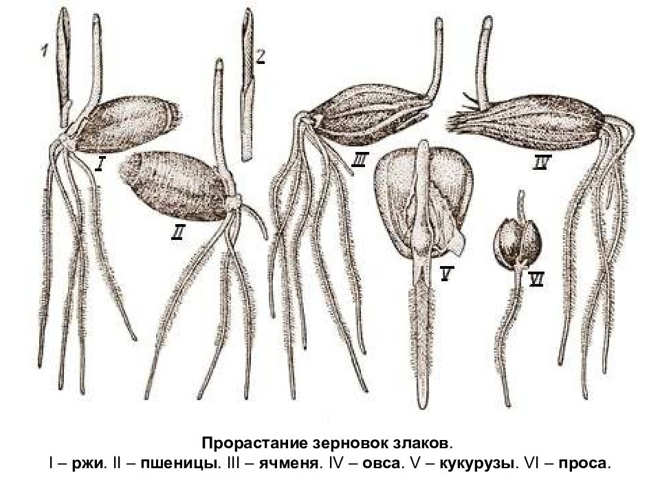 Прорастание ячменя картинки биология 6 класс