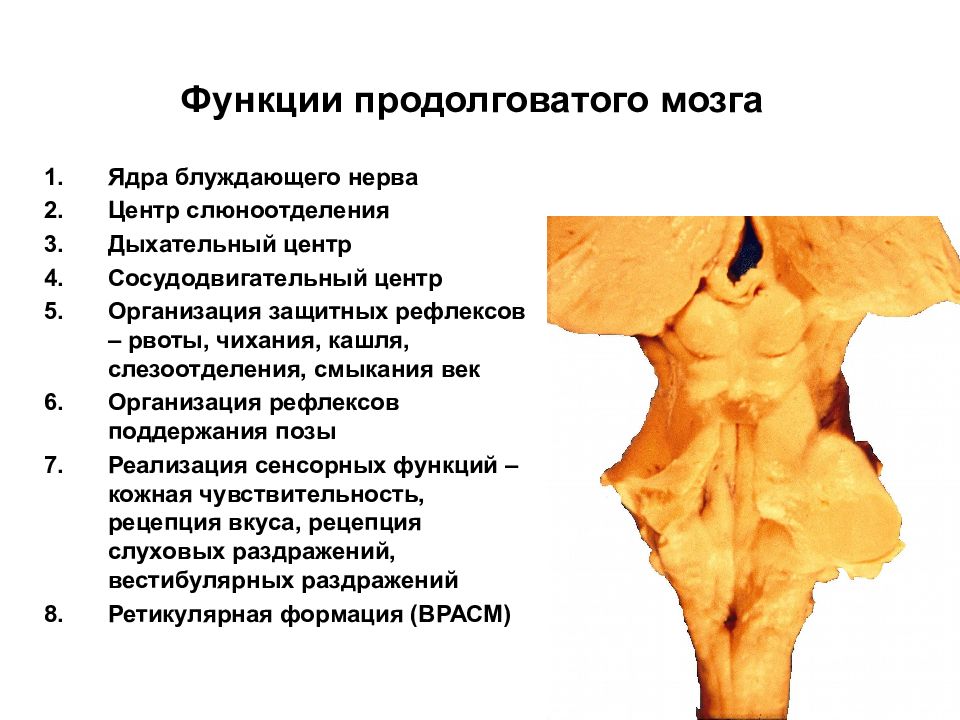 Функции продолговатого мозга. Функция ядра оливы продолговатого мозга:. Функции продолговатого мозга головного мозга. Продолговатый мозг,функции, основные центры.. Продолговатый мозг: центры, функции.