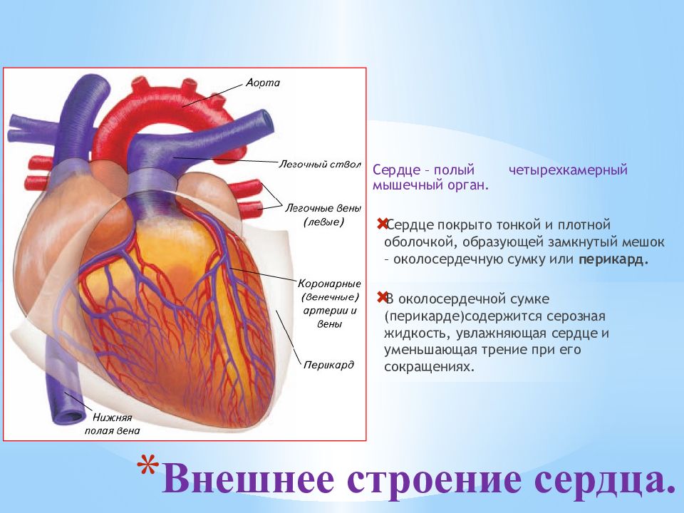 Почему сердце такой формы рисуют