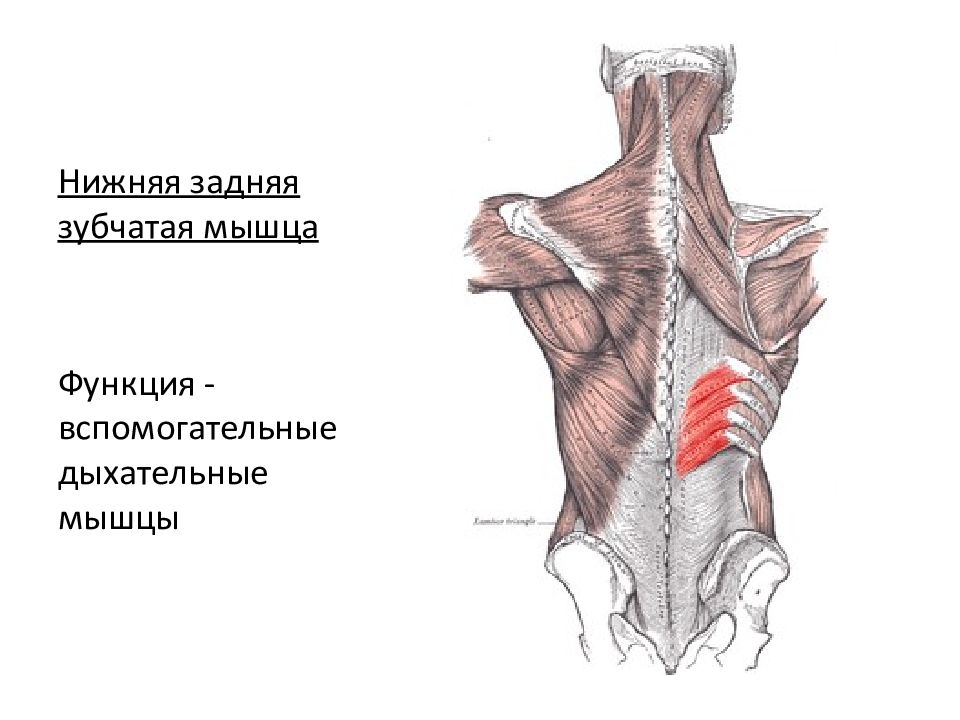 Задняя нижняя зубчатая