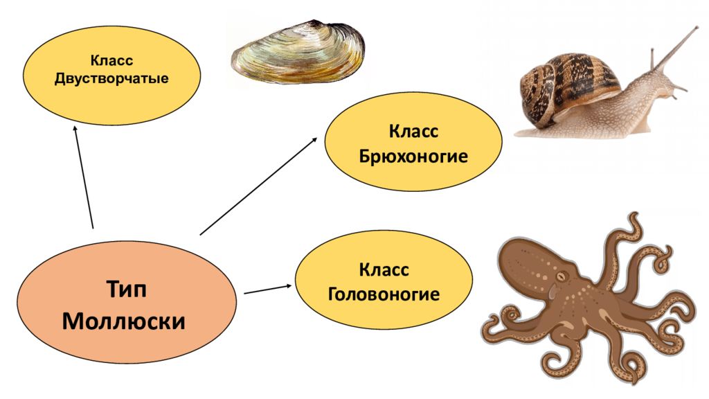 Зоология простейшие