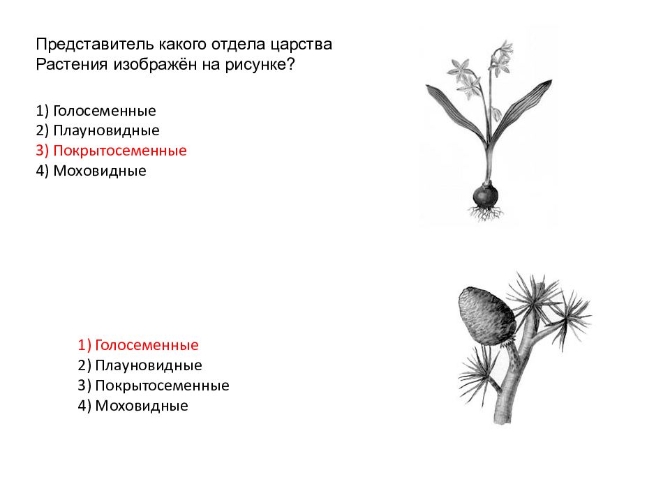 Установите соответствие между отделами растений. Представитель какого отдела царства растения изображен. Представитель какого отдела растений изображен на рисунке. Представитель какого царства растения изображен на рисунке. Представитель какого отдела царства изображен на рисунке.