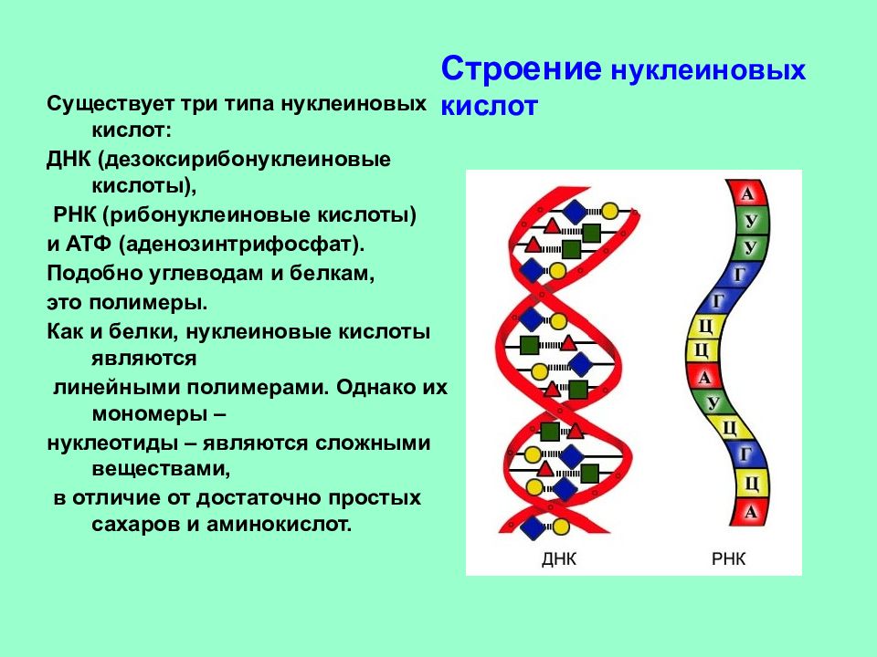 Нуклеиновые кислоты презентация 9 класс биология