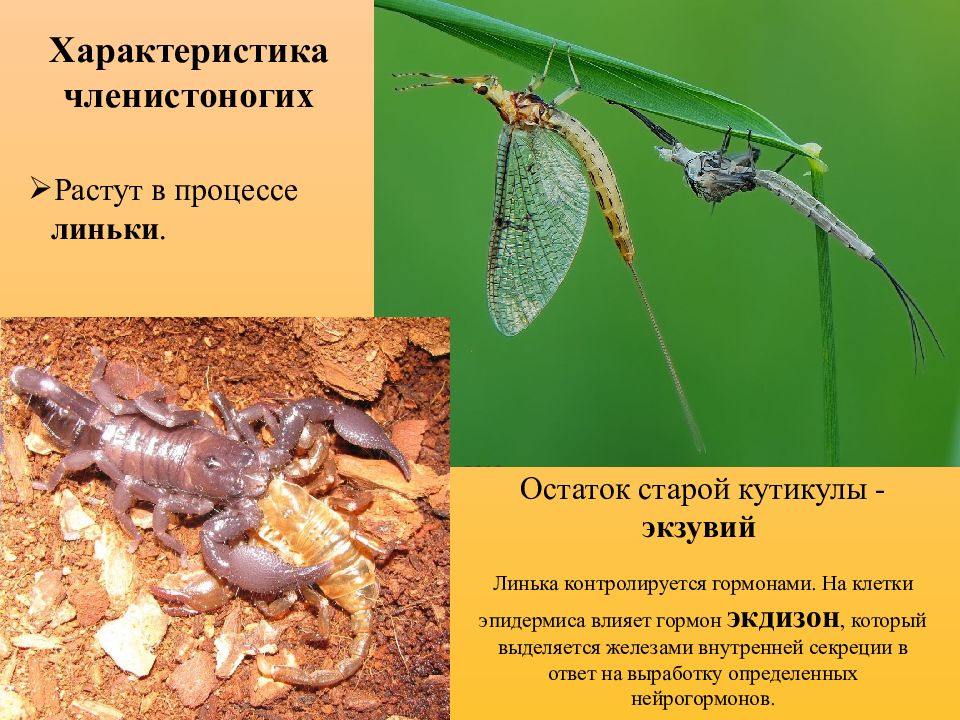 Линька насекомых. Характерна линька. Линька рептилий. Характерна линька. Характерна линька.