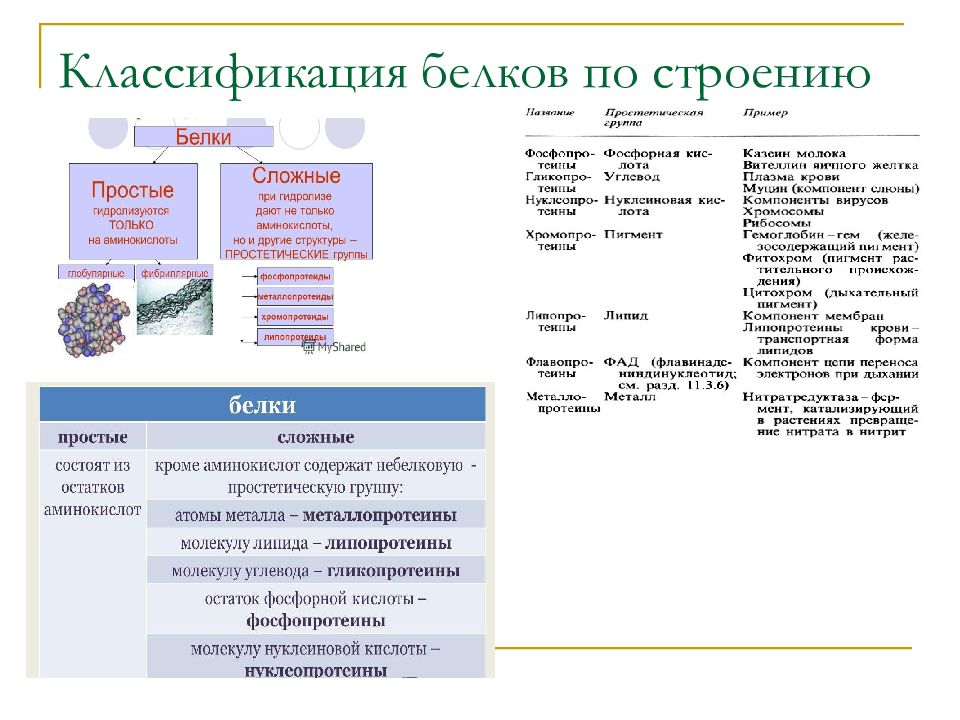 Белки классификация. Классификация белков по химической структуре. Классификация белков по структуре и функциям. Классификация белков микробиология. Классификация белков первичная структура.