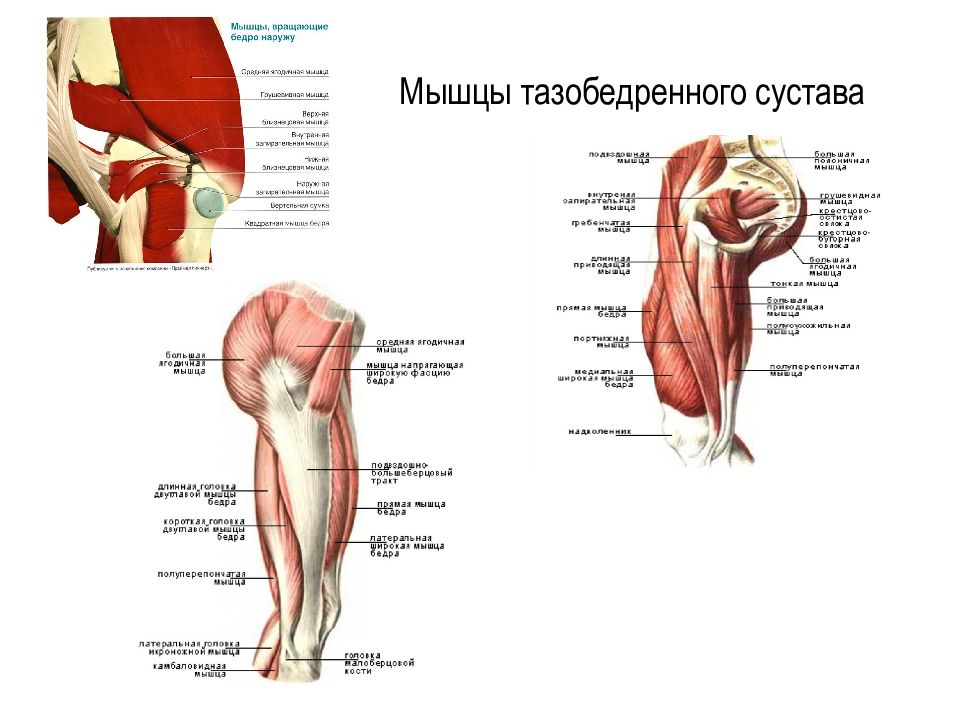 Покажи картинки бедра. Тазобедренный сустав анатомия строение с мышцами. Мышцы ТБС И таза. Строение тазобедренного сустава с мышцами и связками. Болят бедренные мышцы сбоку.