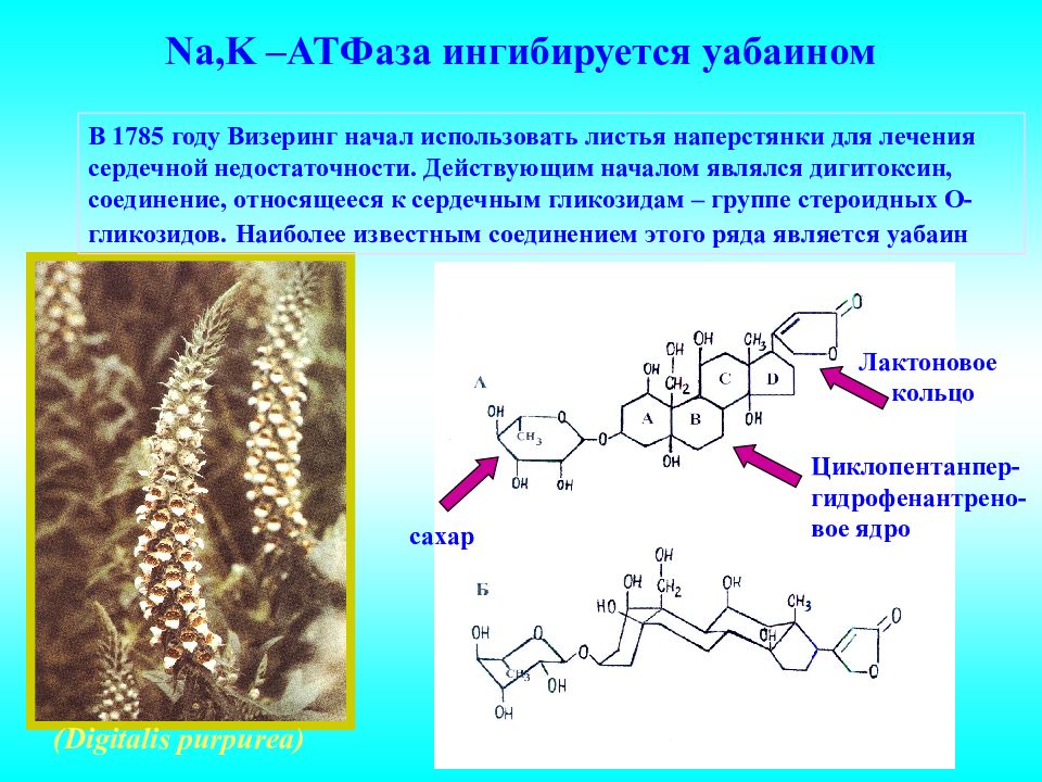 Действующее начало. Na k АТФАЗА. Na k АТФАЗА функции. Структура и функции na, k-АТФ-азы. Na k АТФАЗА активируется.