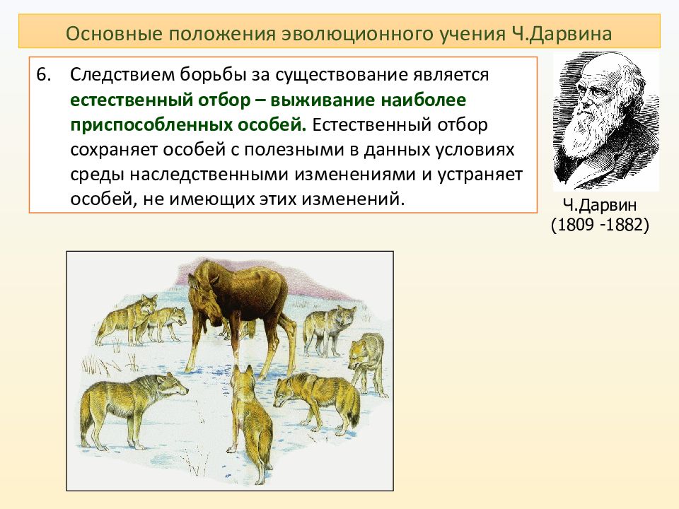 Естественный отбор картинки для презентации