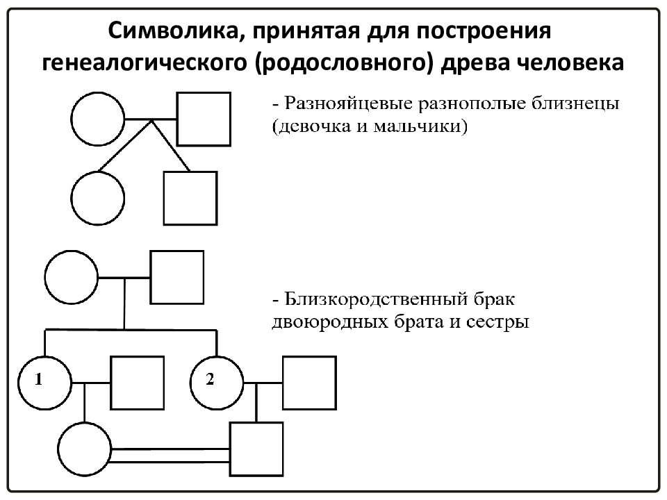 Презентация родословная человека