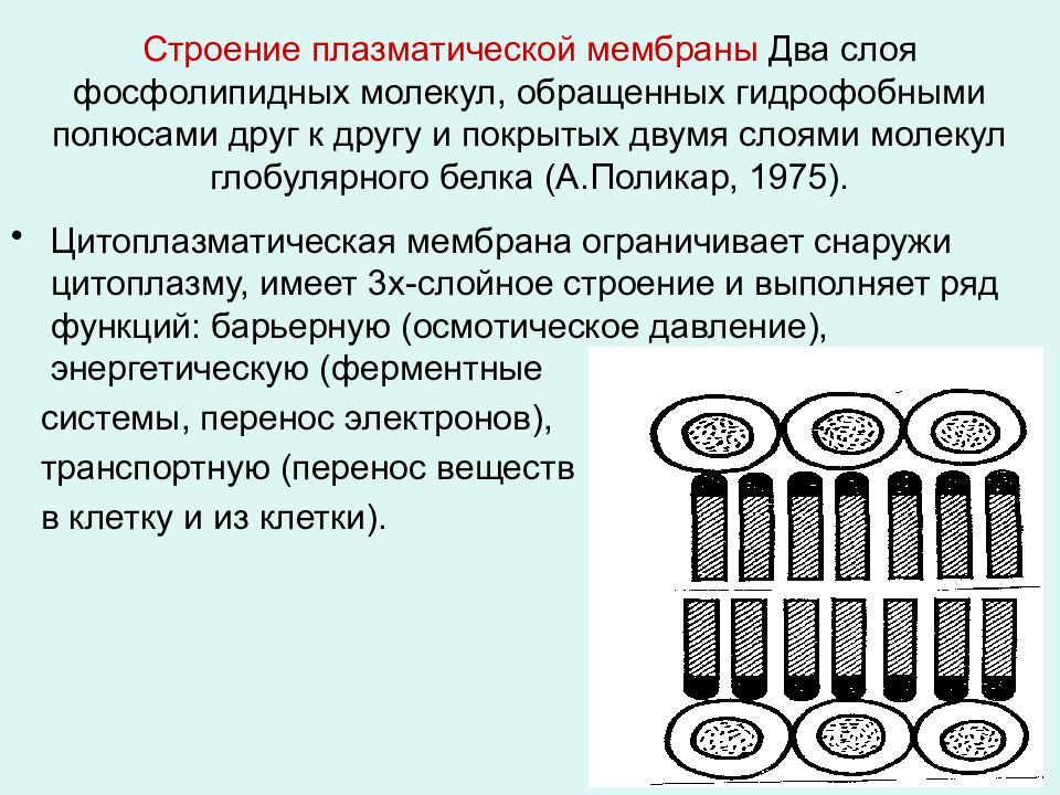 Две мембраны. Двойной фосфолипидный слой. Плазматическая клетка строение. Гидрофобный слой мембраны. Плазматические клетки строение и функции.