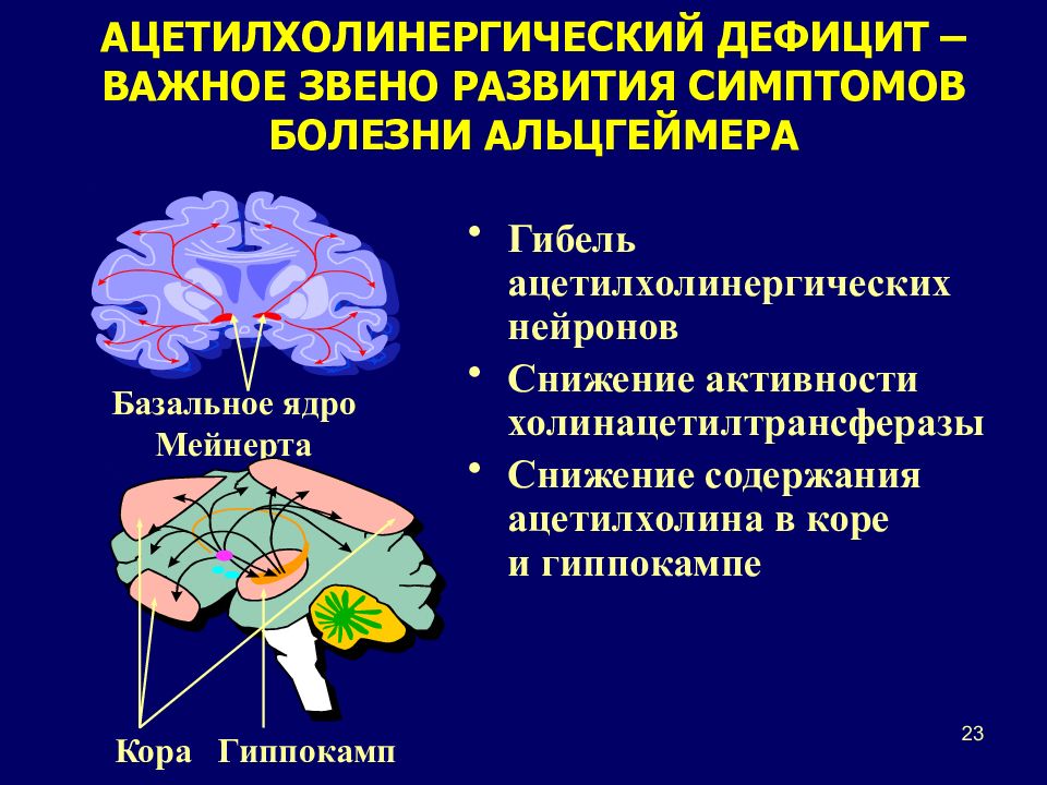 Нарушение когнитивных функций мозга. Базальное ядро Мейнерта. Когнитивные нарушения головного мозга. Болезнь Альцгеймера ацетилхолин. Когнитивные функции мозга.