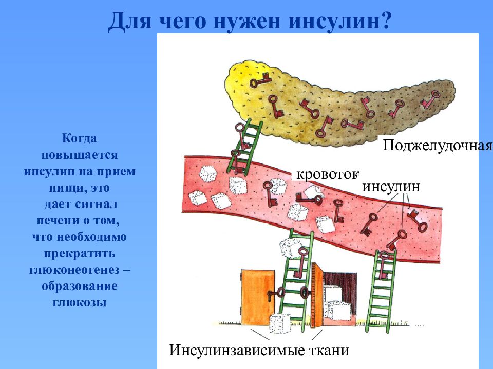 Что такое инсулин. Для чего нужен инсулин. Инсулин нужен для. Инсулин зачем. Зачем нужен инсулин в организме.