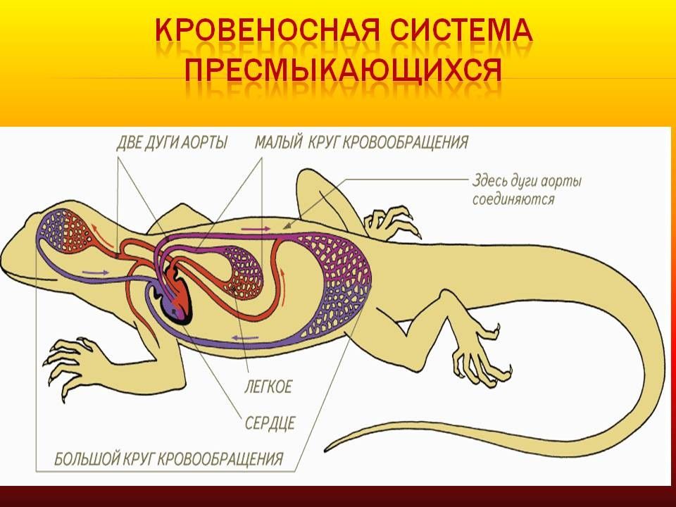 Схема строения кровеносной системы пресмыкающихся