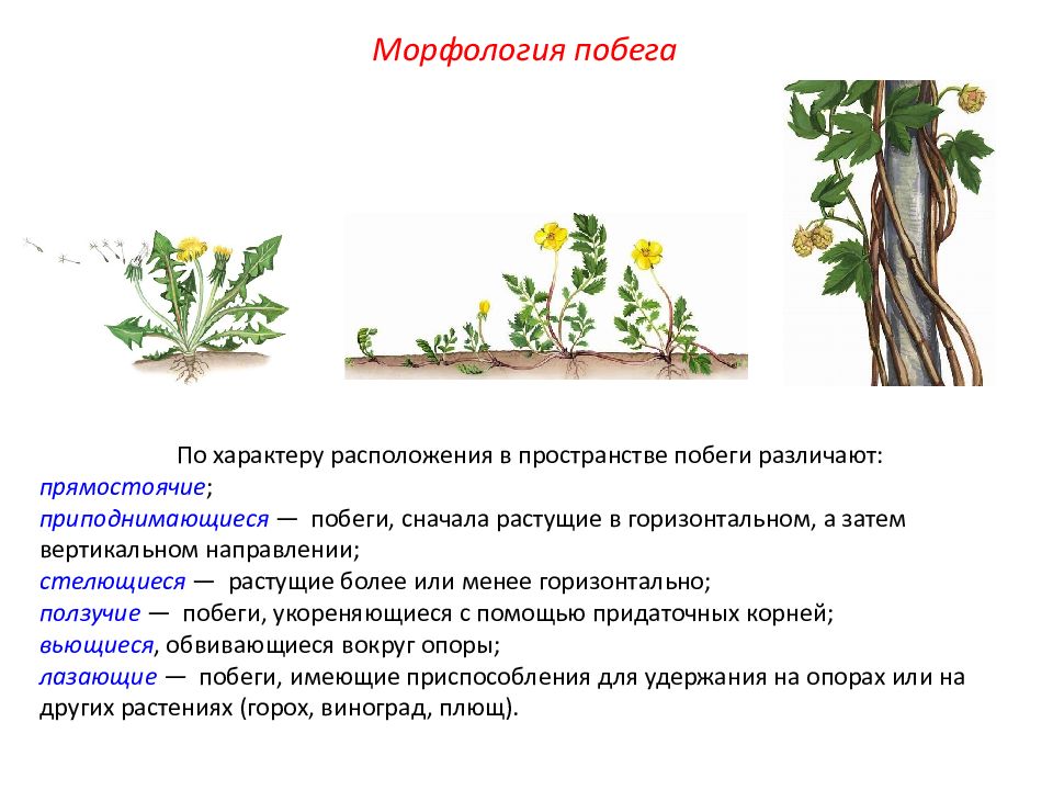 Презентация по биологии "Строение стебля", 6 класс
