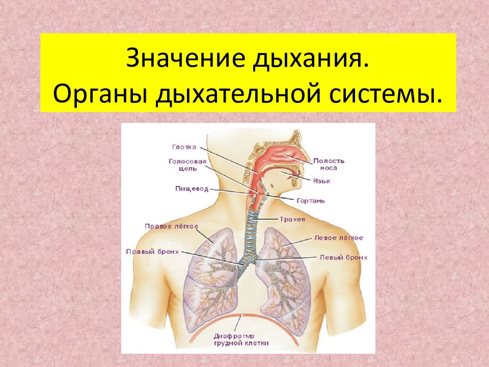 Значение дыхания. Органы дыхательной системы.
