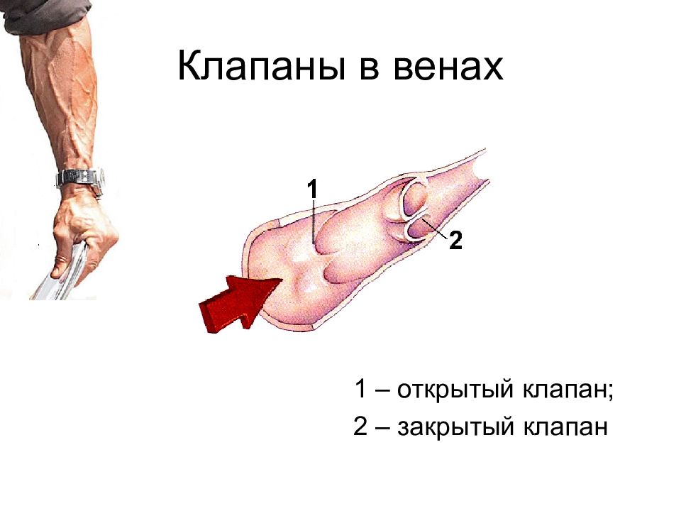 Строение венозного клапана.