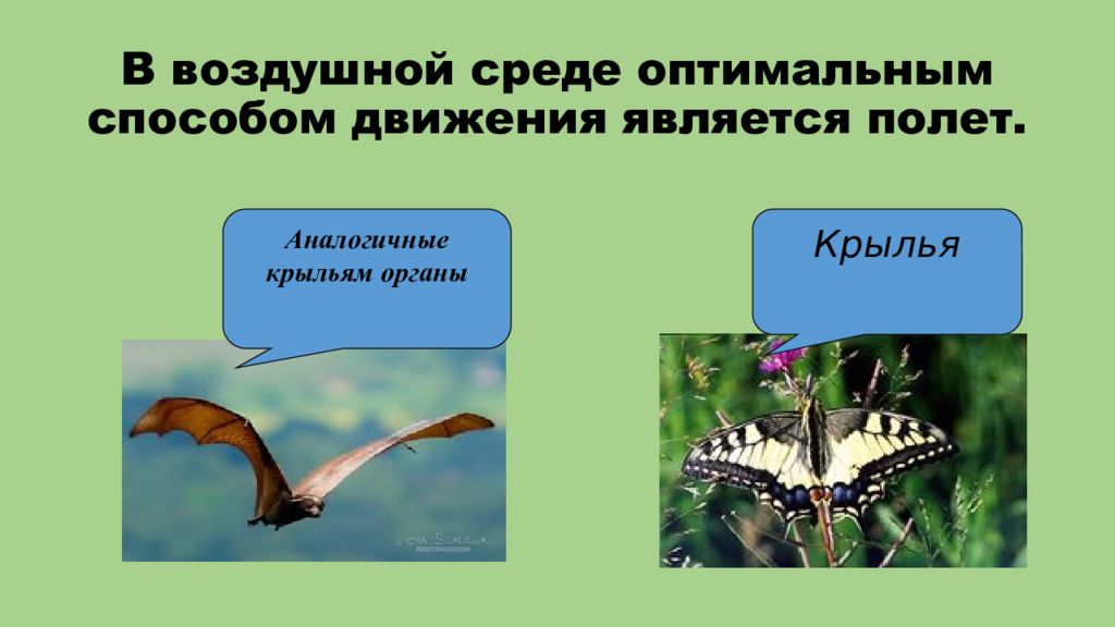 Движение живой природы. Самые быстрые в воздушной среде. Способы передвижения прямо крылах. Как осуществляется механическое движение в живой природе кратко.