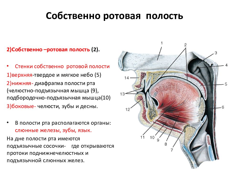 Строение рта и глотки