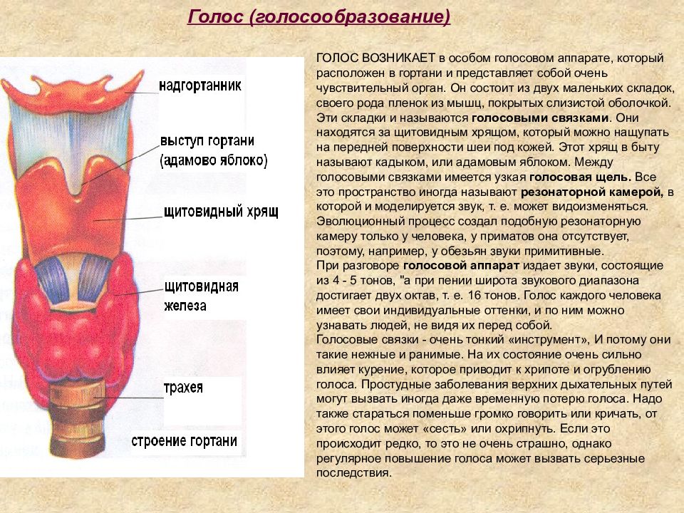 Образование голоса. Органы голосообразования. Голосовой аппарат голосообразование. Строение гортани голосообразование. Характеристика голосообразования.