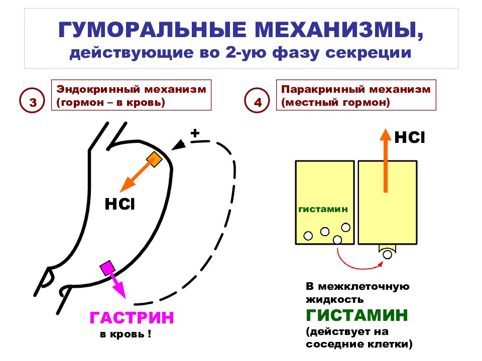 Схема регуляции желудочной секреции