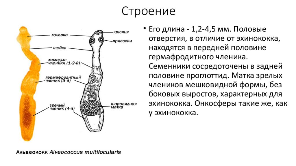 Наличие половый. Строение члеников цестод. Гермафродитный членик эхинококка. Зрелый членик Echinococcus строение.