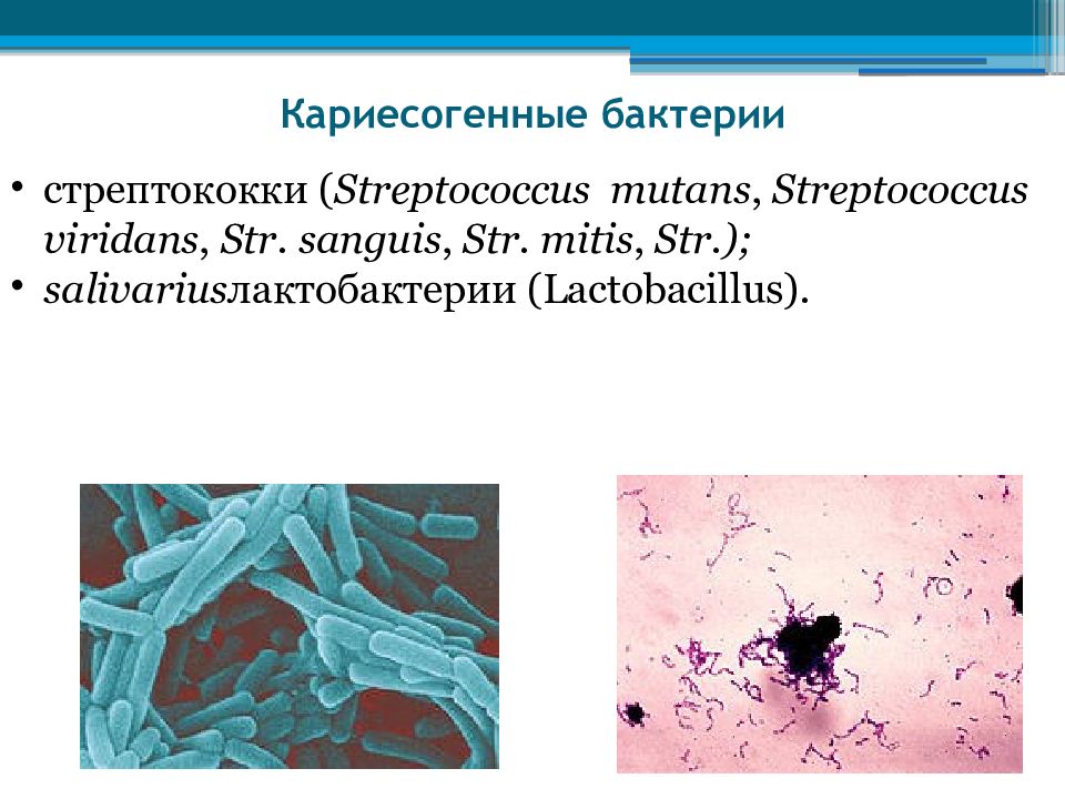 Бактерии вызывающие какие. Кариесогенные штаммы микроорганизмов зубной бляшки. Микробы-возбудители кариеса зубов. Кариесогенные бактерии. Микроорганизмы вызывающие кариес.
