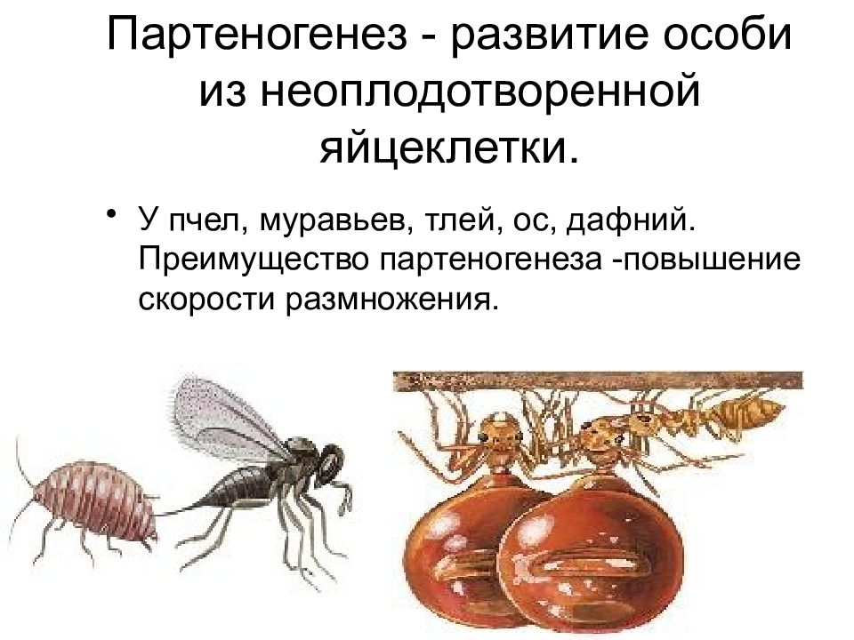 Партеногенез и почкование. Гаплоидный партеногенез схема. Диплоидный партеногенез схема. Половое размножение партеногенез. Развитие особи из неоплодотворенной яйцеклетки.