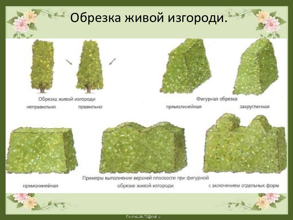 Схема посадки туи смарагд для живой изгороди