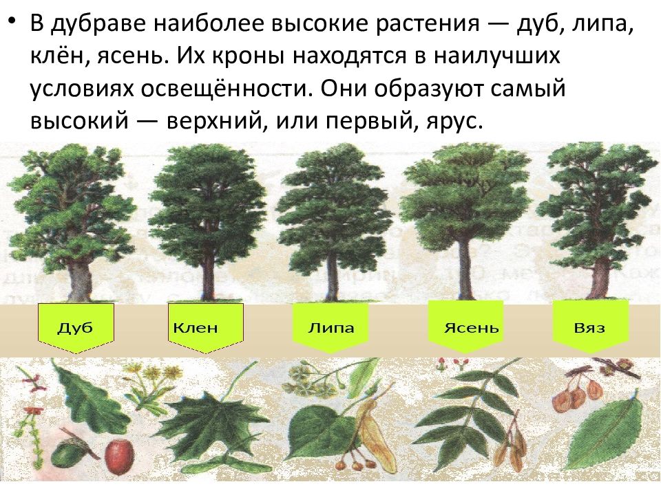 Презентация совместная жизнь организмов в природном сообществе 6 класс презентация пономарева